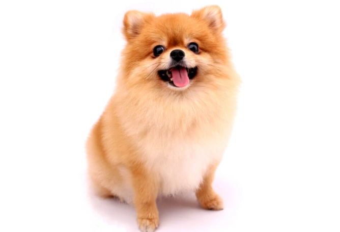 狗感冒症狀 狗感冒症狀
