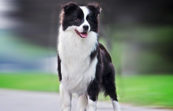澳大利亞牧羊犬 特性 澳大利亞牧羊犬 特性