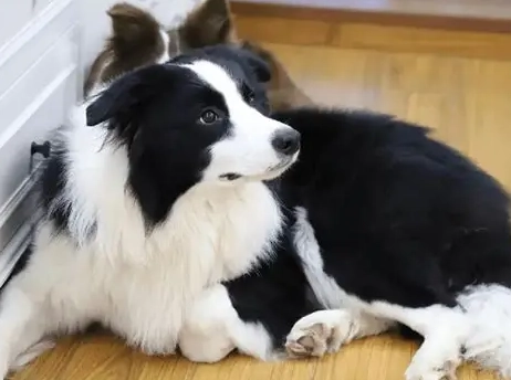 狗眼睛紅腫 狗眼睛紅腫