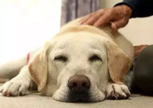 狗狗血尿 狗狗血尿