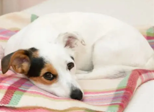 狗狗眼睛發炎 狗狗眼睛發炎