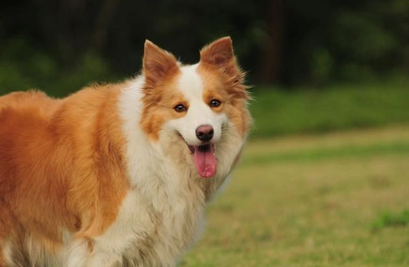 犬牙結石清除 犬牙結石清除