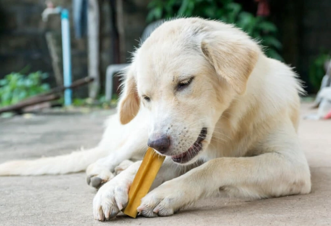 老年犬洗牙費用 老年犬洗牙費用