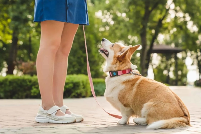 狗狗認主人 狗狗認主人