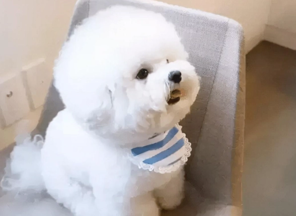比熊犬飼養方法 比熊犬飼養方法
