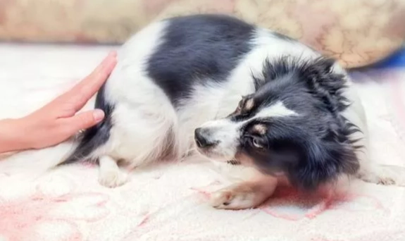 老年犬健康