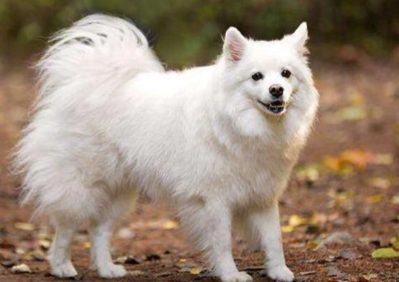 狗狗拔牙 狗狗拔牙