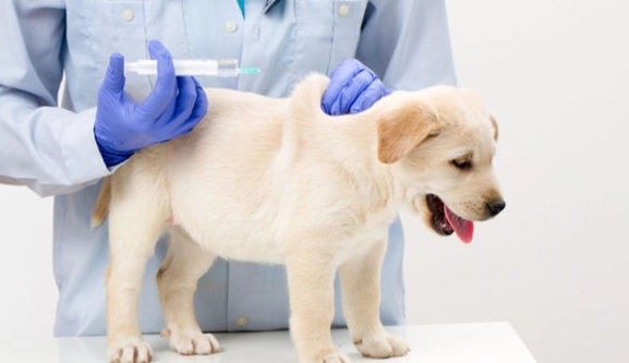 老年犬健康