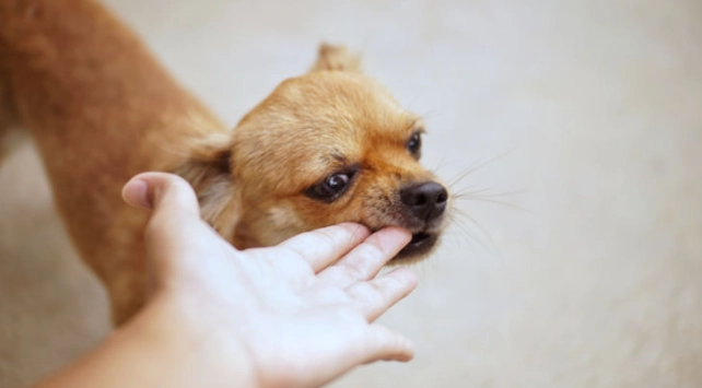 狗狗不喜歡被摸哪裡 狗狗不喜歡被摸哪裡