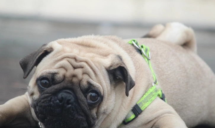 老年犬護理 老年犬護理