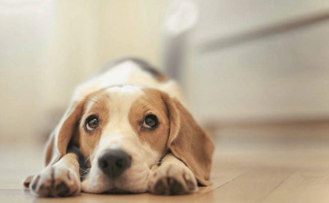 高齡犬保健品 高齡犬保健品