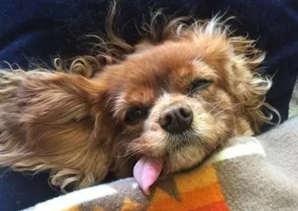 狗狗吐舌頭 狗狗吐舌頭