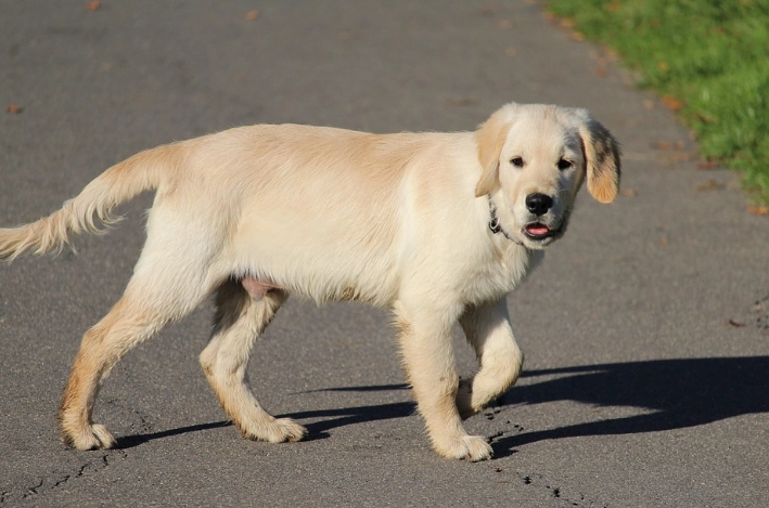 犬窩咳 犬窩咳