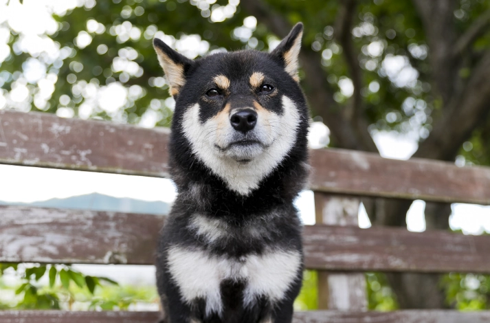 狗狗感冒症狀 狗狗感冒症狀