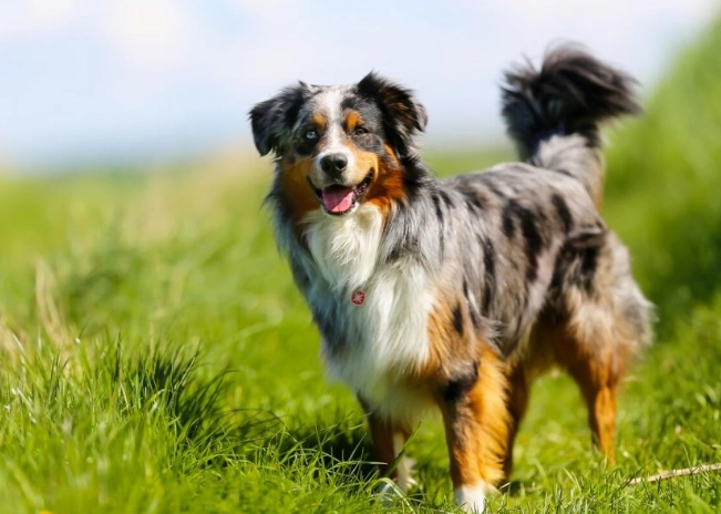 澳洲牧羊犬行為問題