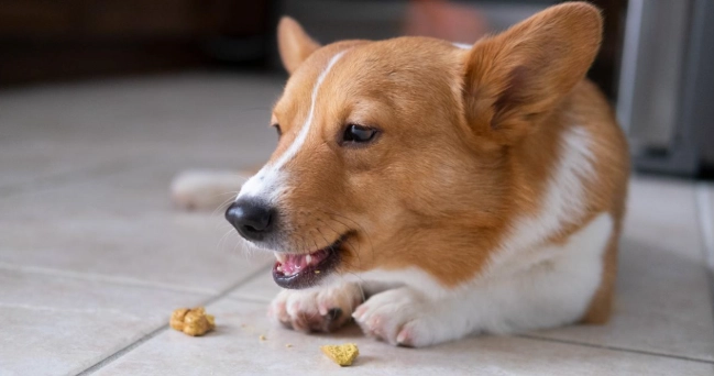 狗牙周病症狀 狗牙周病症狀