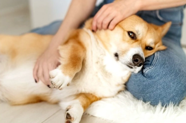 狗狗安全咬膠 狗狗安全咬膠