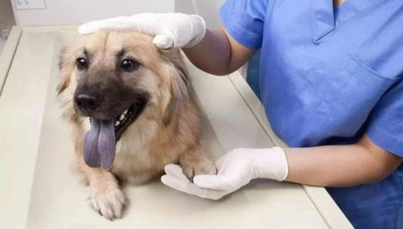 狗狗心臟病護理