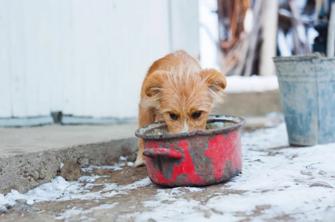 母犬受孕條件 母犬受孕條件
