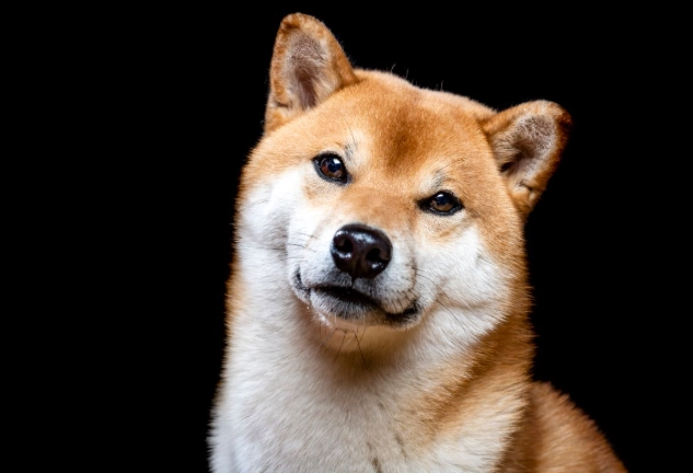 狗狗牙周病 狗狗牙周病