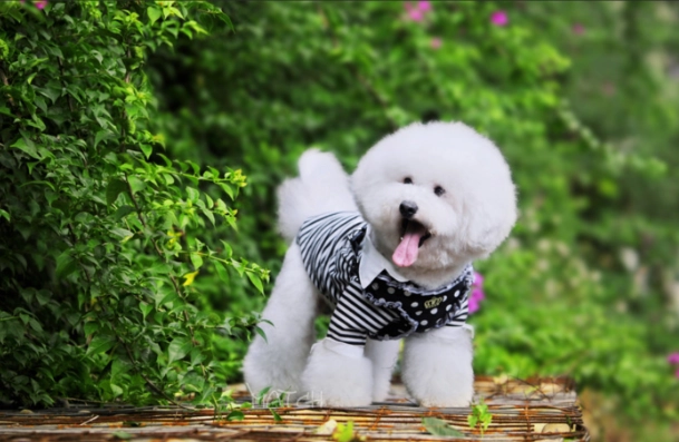 比熊犬美容護理 比熊犬美容護理