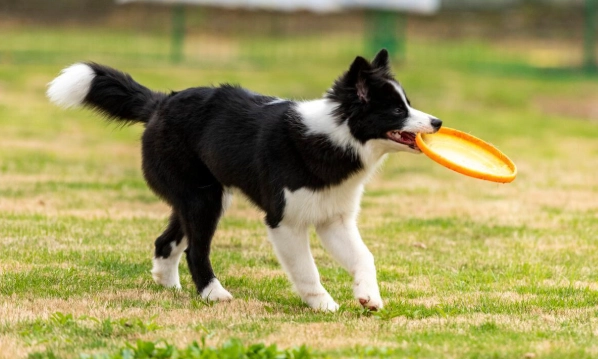 邊境牧羊犬 飼養 邊境牧羊犬 飼養