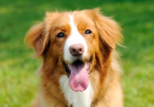 犬牙結石清除 犬牙結石清除
