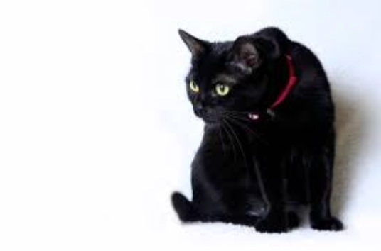 貓心絲蟲症狀 貓心絲蟲症狀