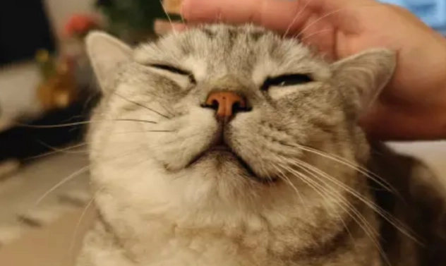 貓皮膚過敏