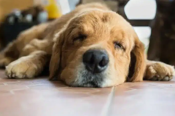 狗狗腸胃炎 狗狗腸胃炎