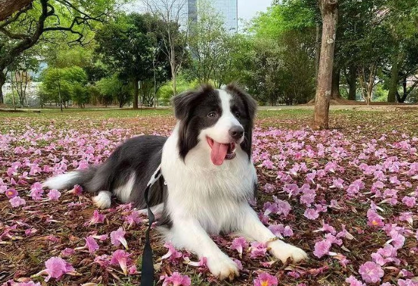 澳大利亞牧羊犬 特性 澳大利亞牧羊犬 特性