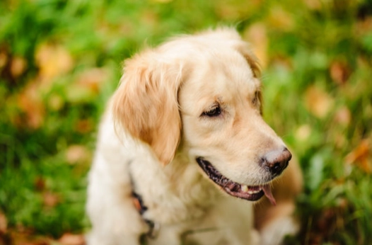 幼犬換牙症狀 幼犬換牙症狀