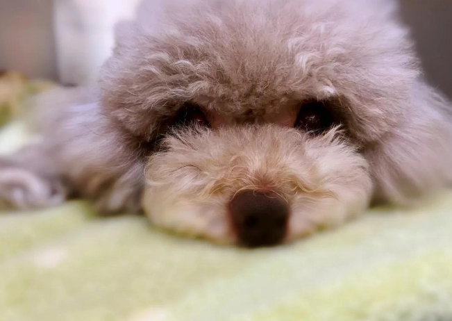 狗狗眼睛紅 狗狗眼睛紅