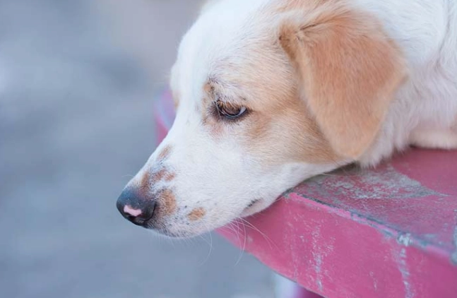 狗狗血尿治療 狗狗血尿治療