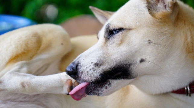 老年犬洗牙費用 老年犬洗牙費用