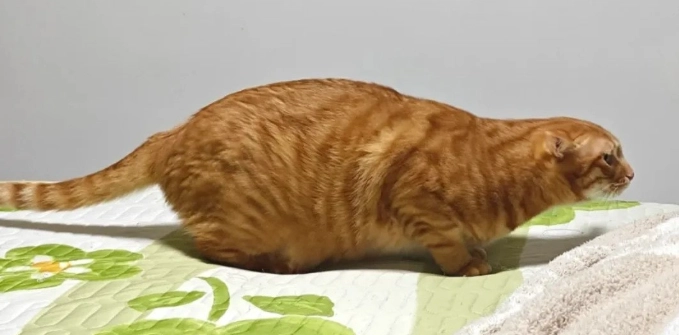 貓年齡換算