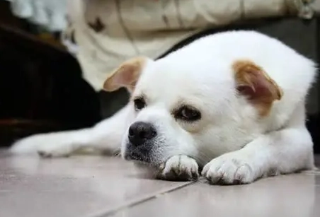 狗狗血尿原因 狗狗血尿原因