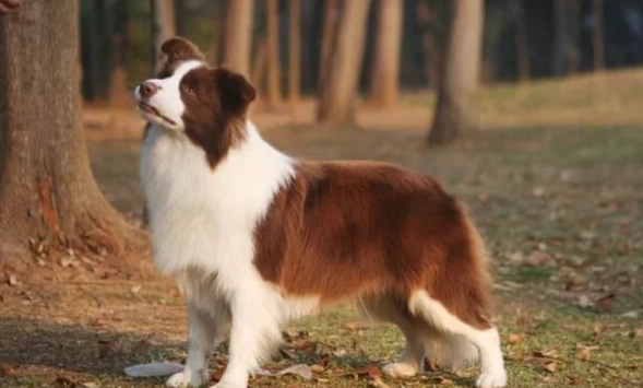 邊境牧羊犬 飼養 邊境牧羊犬 飼養