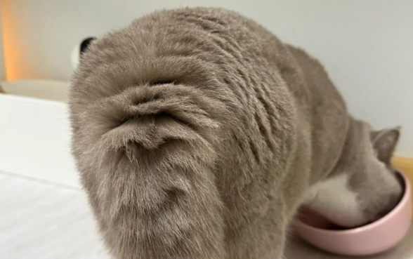 貓濕疹症狀 貓濕疹症狀