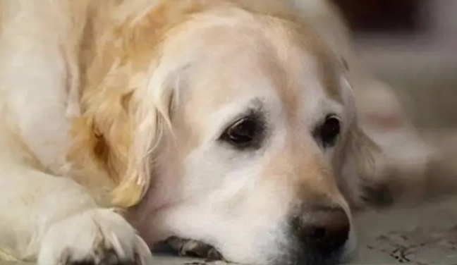 狗眼睛腫脹 狗眼睛腫脹