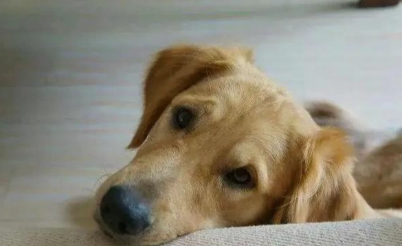 狗狗社交訓練 狗狗社交訓練