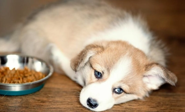 母犬受孕條件 母犬受孕條件