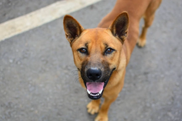 台灣犬 舌頭斑點 台灣犬 舌頭斑點