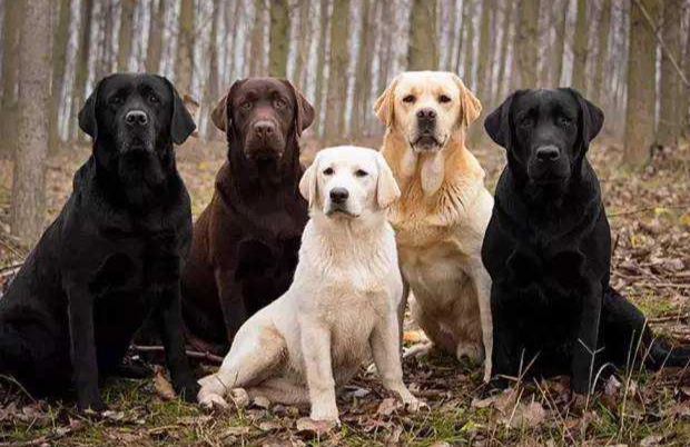 拉布拉多貴賓犬價格 拉布拉多貴賓犬價格