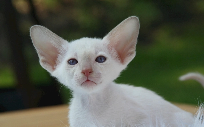 環保貓飼料包裝 環保貓飼料包裝
