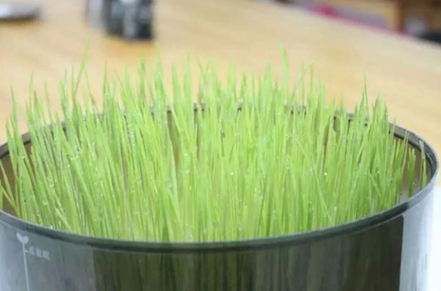小麥草種植