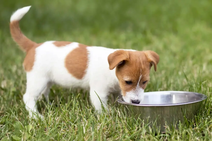 幼犬食物禁忌