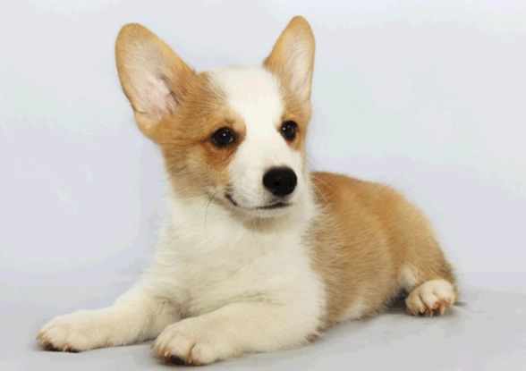 延長柯基犬壽命 延長柯基犬壽命