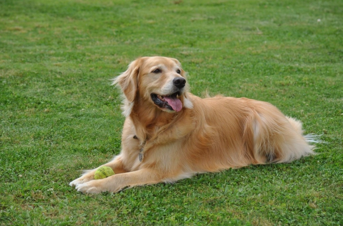 老年犬心臟病 老年犬心臟病