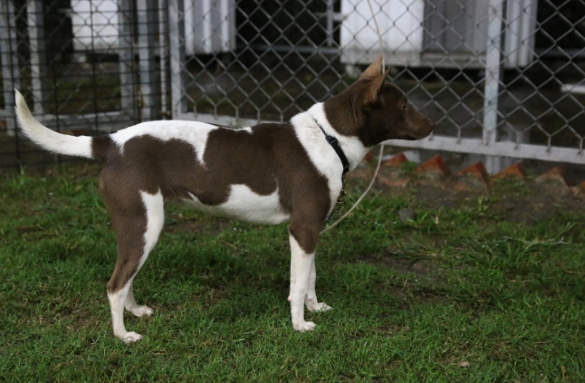犬賽報名 犬賽報名